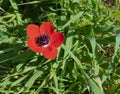 Red Crown Anemone and Wild Grass in the Negev Royalty Free Stock Photo