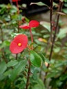 Red Crown of Thorns Flower in Natural Garden Royalty Free Stock Photo