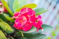 Red Crown of thorns flowers : Euphorbia milli Desmoul Royalty Free Stock Photo