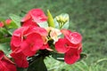 Red Crown of thorns flowers with green leaves background. Christ thorn flowers. Euphorbia milli Royalty Free Stock Photo