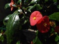 Red crown of thorns flowers after the rain and sunshine Royalty Free Stock Photo