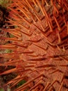Red crown-of-thorns starfish Royalty Free Stock Photo