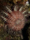 Red crown-of-thorns starfish Royalty Free Stock Photo