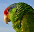 Red Crowned Amazon Royalty Free Stock Photo
