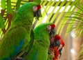 Red-crowned Amazon Parrot, Amazon Parrot Royalty Free Stock Photo