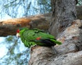 Red-crowned Amazon Parrot or Amazona viridigenalis Royalty Free Stock Photo