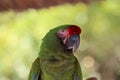 Red Crowned Amazon Parrot Headshot Close-up