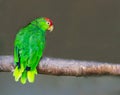 Red crowned amazon parrot sitting on a branch, a endangered bird specie from Mexico Royalty Free Stock Photo