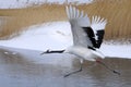 Red-crowned crane