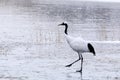 Red-crowned crane Royalty Free Stock Photo