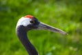 Red Crowned Crane