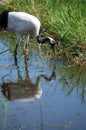 Red-crowned crane Royalty Free Stock Photo