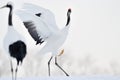 Red-Crowned Crane Royalty Free Stock Photo