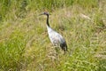 Red-crowned crane Royalty Free Stock Photo