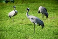 Red-crowned crane