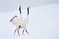 Red crowned Crane