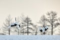 Red-crowned Crane