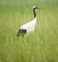 Red -crowned crane Royalty Free Stock Photo