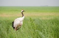 The Red-crowned Crane