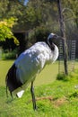 Red-crowned Crane