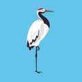 Red Crowned Crane as Long-legged and Long-necked Bird Standing on Blue Background Vector Illustration Royalty Free Stock Photo