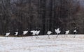 Red-crowned crane bird Royalty Free Stock Photo