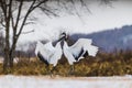 Red-crowned crane bird Royalty Free Stock Photo