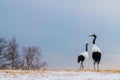 Red-crowned crane bird Royalty Free Stock Photo