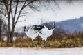 Red-crowned crane bird Royalty Free Stock Photo