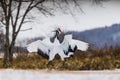 Red-crowned crane bird Royalty Free Stock Photo