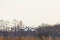 Red-crowned crane bird Royalty Free Stock Photo