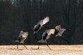 Red-crowned crane bird Royalty Free Stock Photo