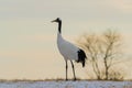 Red-crowned crane bird Royalty Free Stock Photo