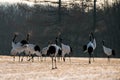 Red-crowned crane bird Royalty Free Stock Photo