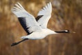 Red-crowned crane bird dancing on snow and flying in Kushiro, Hokkaido island, Japan in winter season