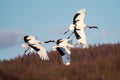 Red-crowned crane bird dancing on snow and flying in Kushiro, Hokkaido island, Japan in winter season