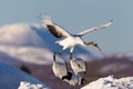 Red-crowned crane bird dancing on snow and flying in Kushiro, Hokkaido island, Japan in winter season