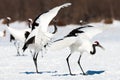 Red-crowned crane bird dancing on snow and flying in Kushiro, Hokkaido island, Japan in winter season