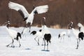 Red-crowned crane bird dancing on snow and flying in Kushiro, Hokkaido island, Japan in winter season