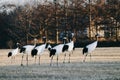 Red-crowned crane bird from Kushiro, Hokkaido in winter season.