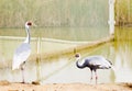 Red-crowned Crane