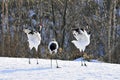 Red-crowned Crane, Chinese Kraanvogel, Grus japonensis Royalty Free Stock Photo