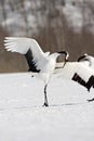 Red-crowned Crane, Chinese Kraanvogel, Grus japonensis Royalty Free Stock Photo