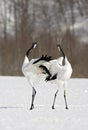 Red-crowned Crane, Chinese Kraanvogel, Grus japonensis Royalty Free Stock Photo