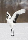 Red-crowned Crane, Chinese Kraanvogel, Grus japonensis Royalty Free Stock Photo