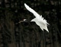 Red-crowned Crane, Chinese Kraanvogel, Grus japonensis