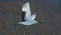 Red-crowned Crane, Chinese Kraanvogel, Grus japonensis