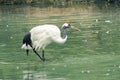 Red-crowned Crane