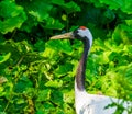 Red crowned crane in closeup, Endangered bird specie from Asia