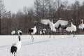 Red-Crowned Crane Courtship Solicitation